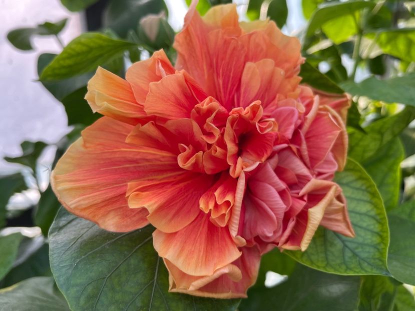  - 0006 - Hibiscusi 2025 - 2