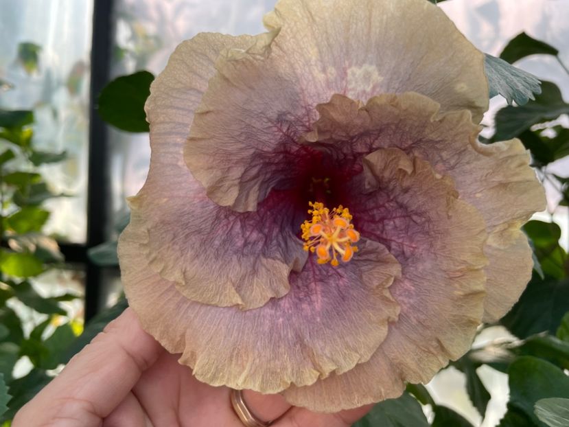  - 0006 - Hibiscusi 2025 - 2