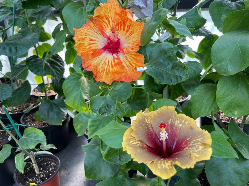  - 0006 - Hibiscusi 2025 - 2