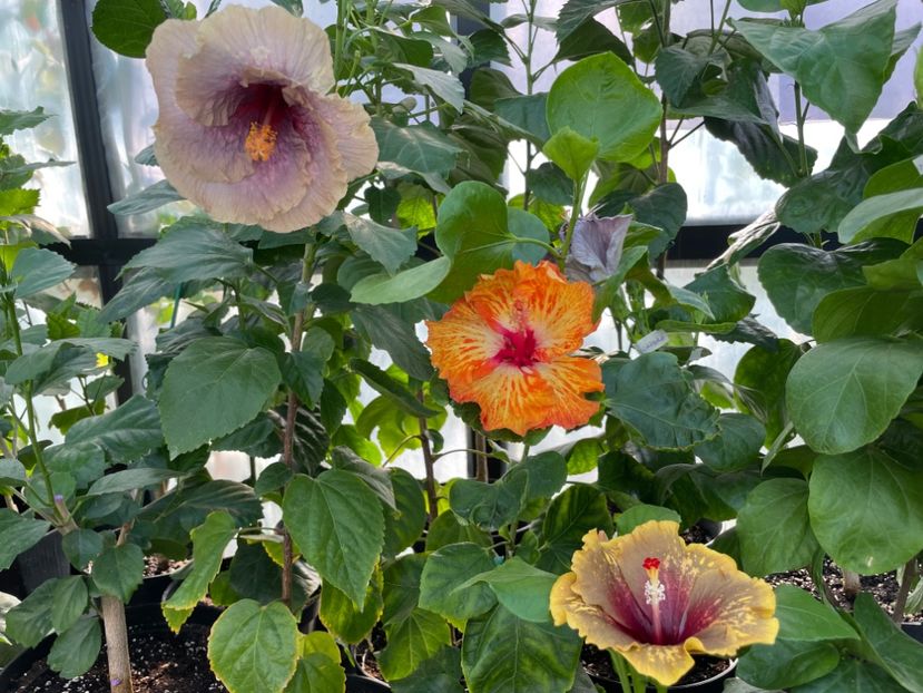  - 0006 - Hibiscusi 2025 - 2