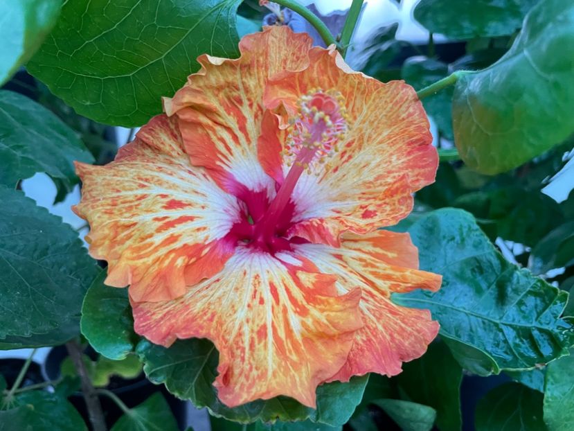  - 0006 - Hibiscusi 2025 - 2