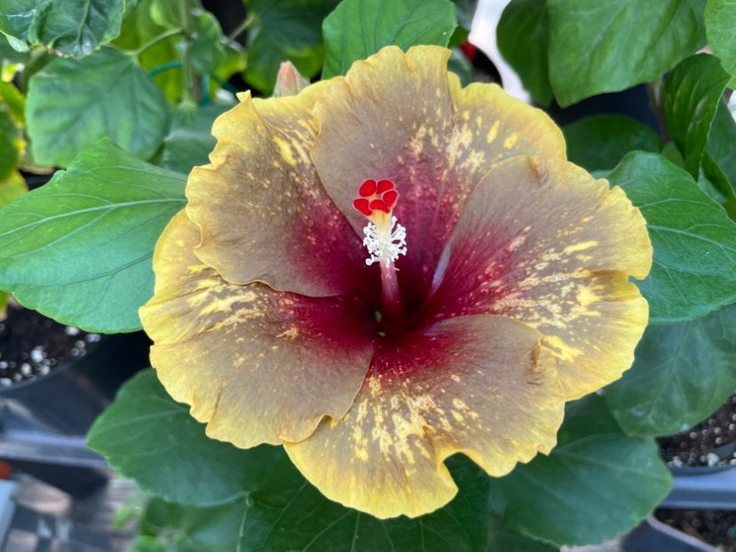  - 0006 - Hibiscusi 2025 - 2