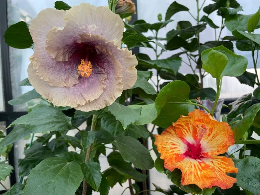  - 0006 - Hibiscusi 2025 - 2