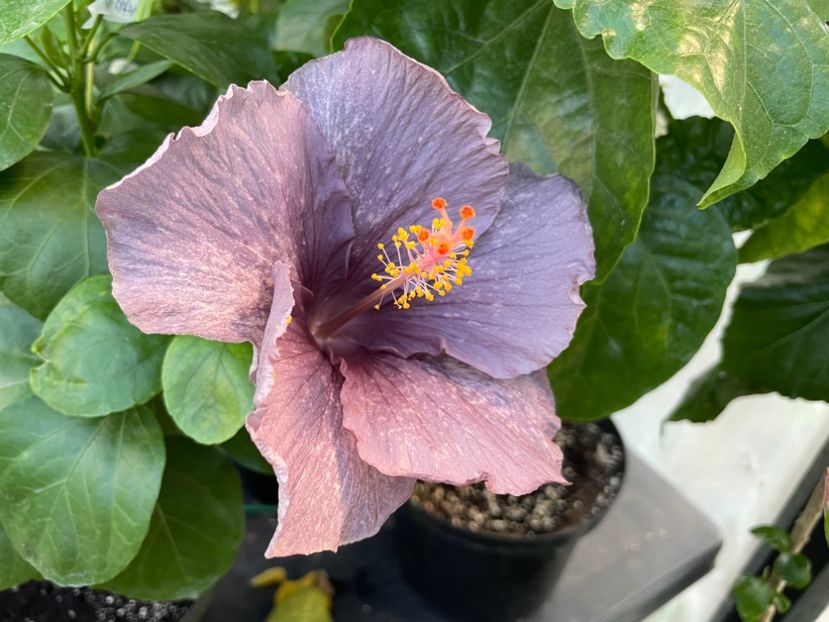  - 0006 - Hibiscusi 2025 - 2