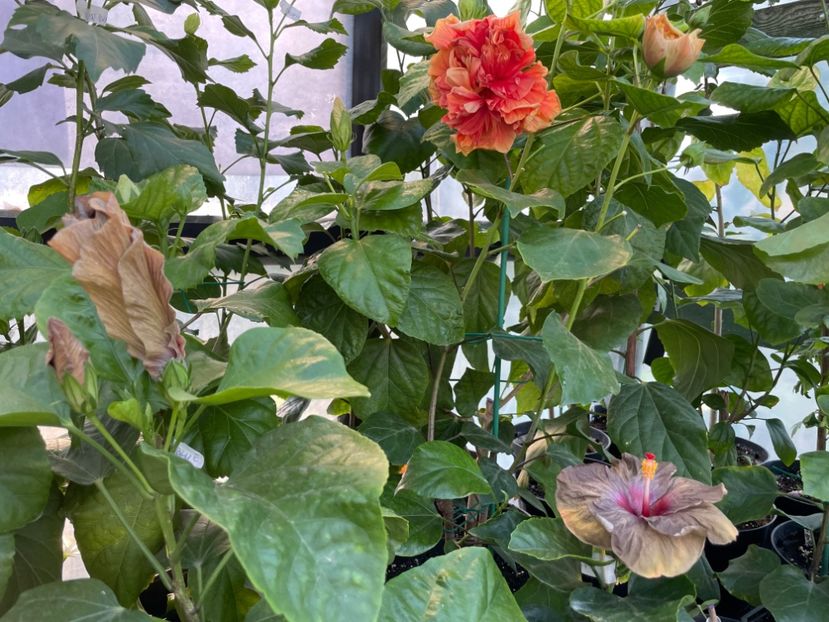  - 0006 - Hibiscusi 2025 - 2