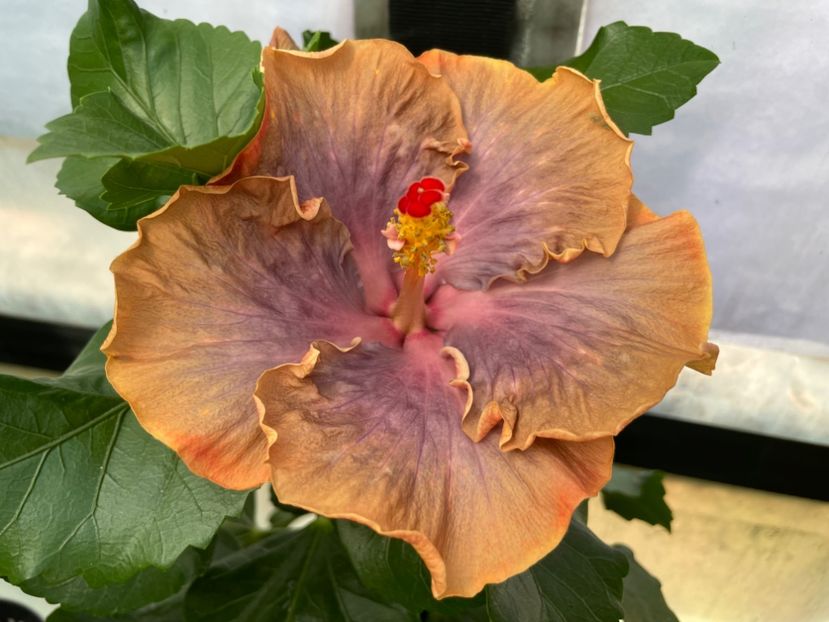  - 0006 - Hibiscusi 2025 - 2