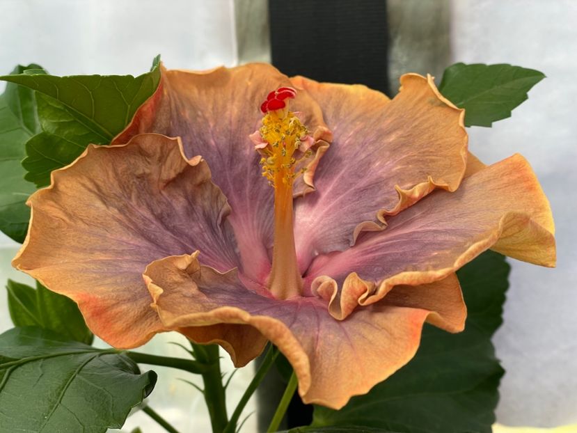  - 0006 - Hibiscusi 2025 - 2