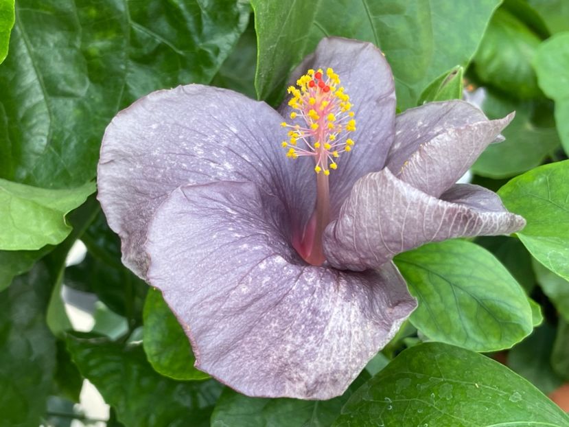  - 0006 - Hibiscusi 2025 - 2