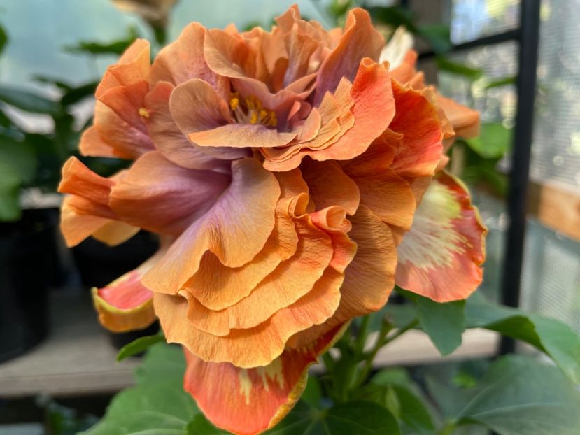  - 0006 - Hibiscusi 2025 - 2