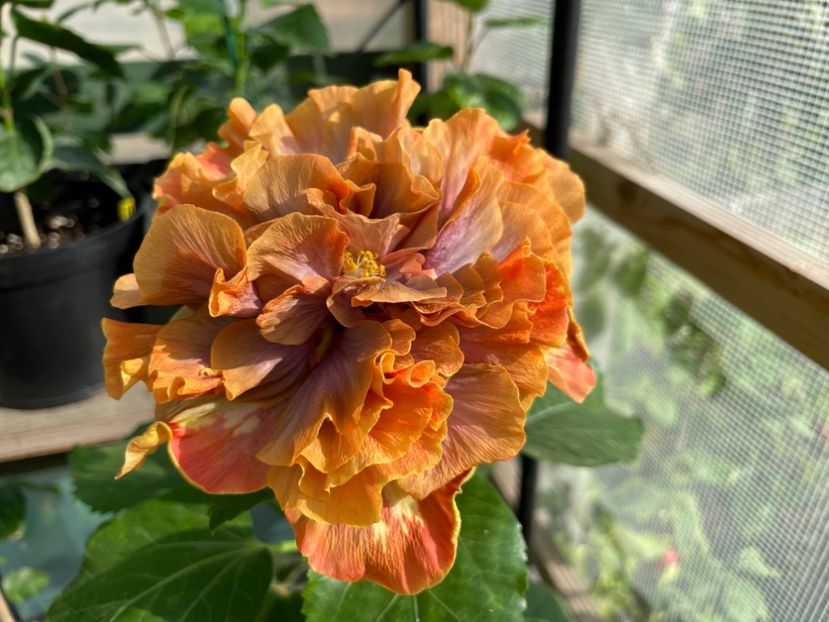  - 0006 - Hibiscusi 2025 - 2