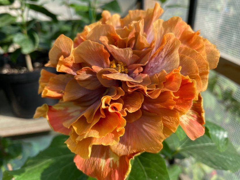  - 0006 - Hibiscusi 2025 - 2