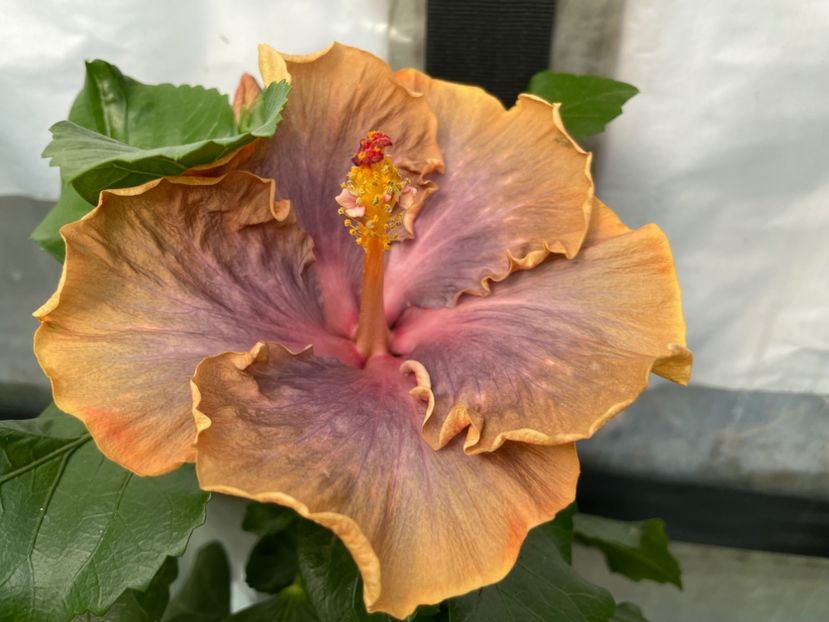  - 0006 - Hibiscusi 2025 - 2