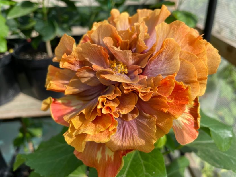  - 0006 - Hibiscusi 2025 - 2