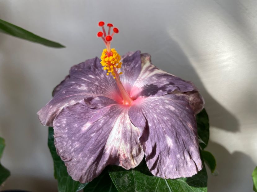  - 0006 - Hibiscusi 2025 - 2