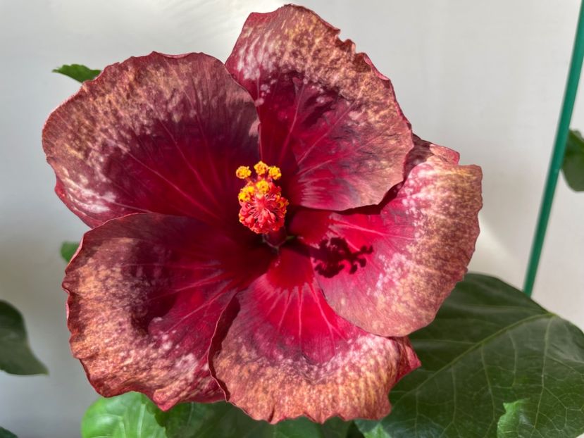  - 0006 - Hibiscusi 2025 - 2