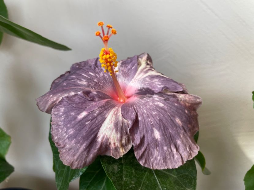  - 0006 - Hibiscusi 2025 - 2