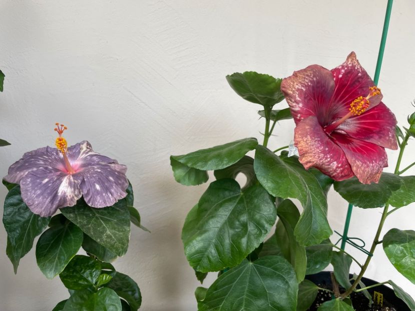  - 0006 - Hibiscusi 2025 - 2