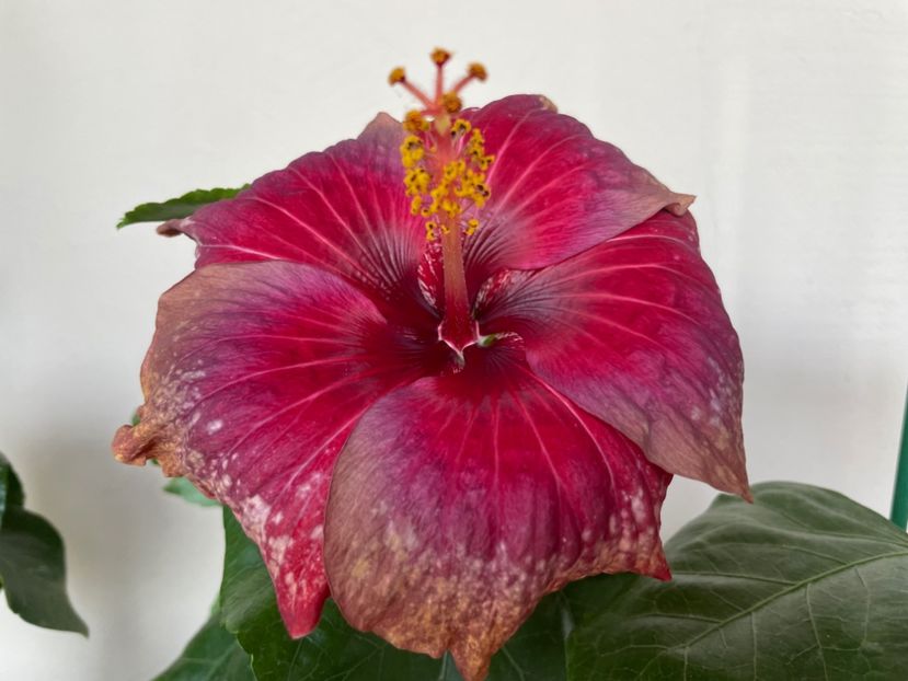  - Moorea Cardinal Pourpre