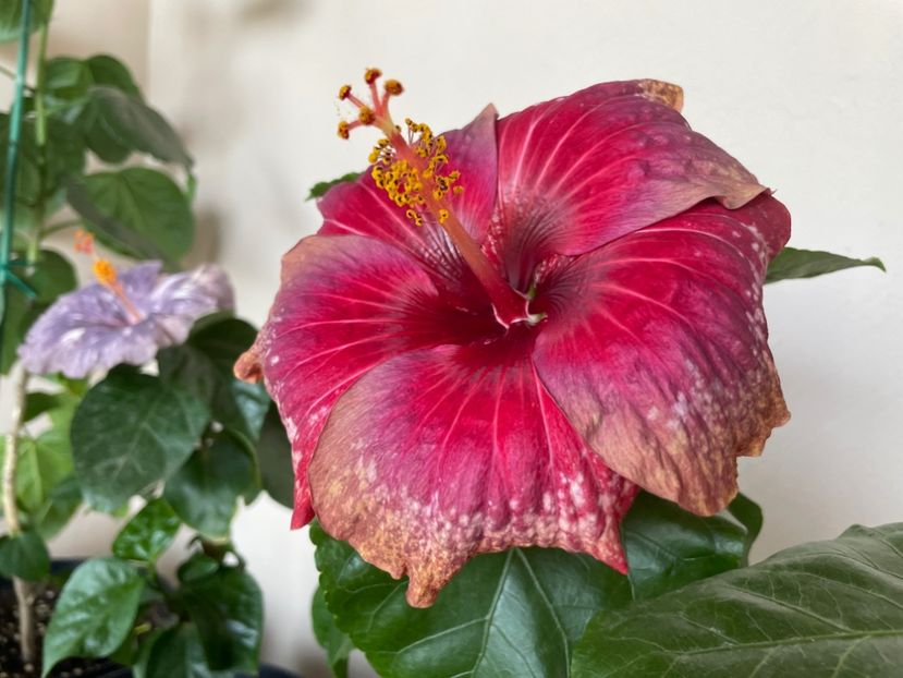  - Moorea Cardinal Pourpre
