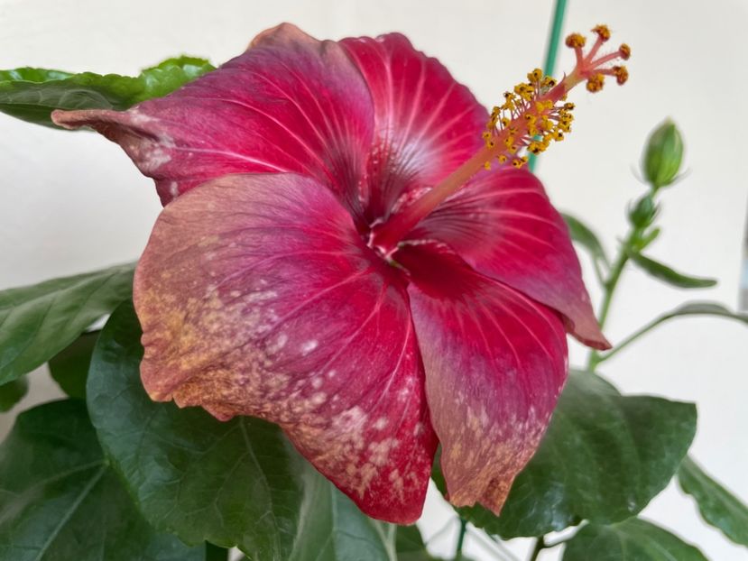  - Moorea Cardinal Pourpre