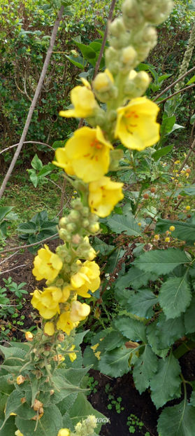  - 2025 - 03 - Toamna