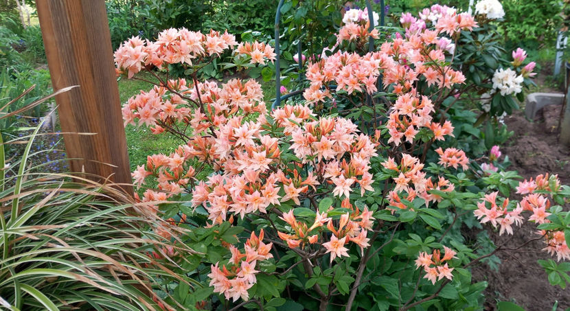  - Azalee si Rhododendroni