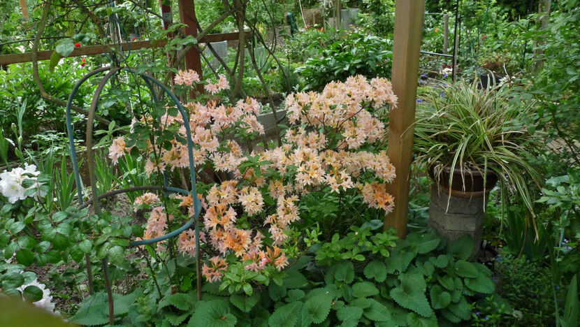  - Azalee si Rhododendroni