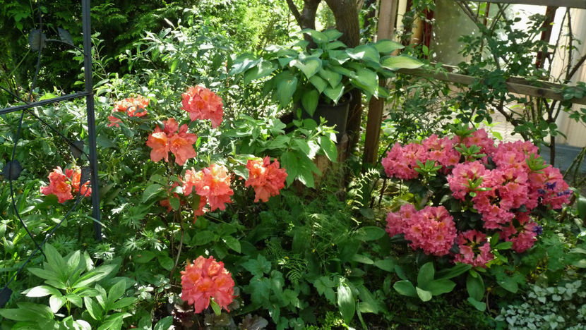  - Azalee si Rhododendroni