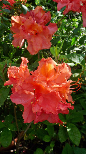  - Azalee si Rhododendroni