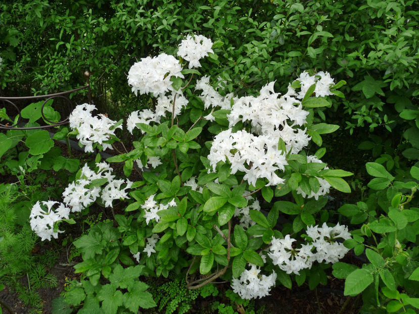  - Azalee si Rhododendroni