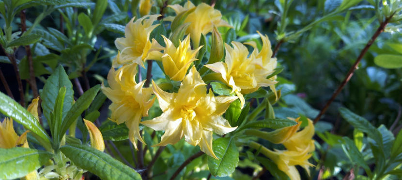  - Azalee si Rhododendroni