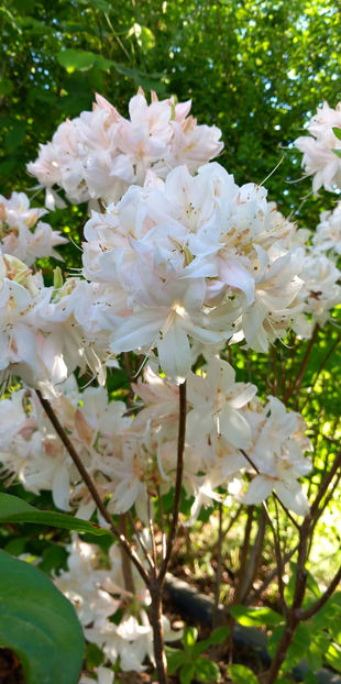  - Azalee si Rhododendroni