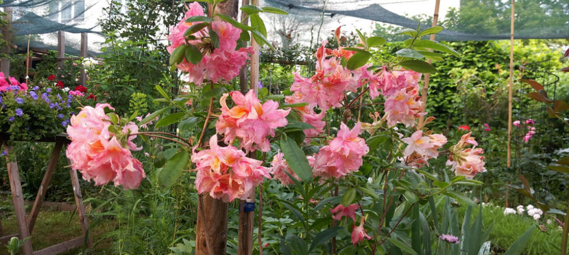  - Azalee si Rhododendroni