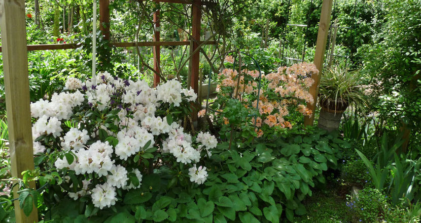  - Azalee si Rhododendroni