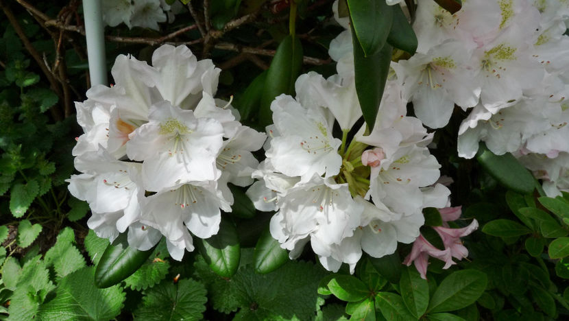  - Azalee si Rhododendroni