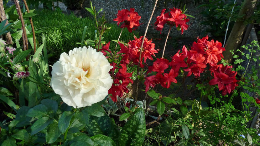  - Azalee si Rhododendroni