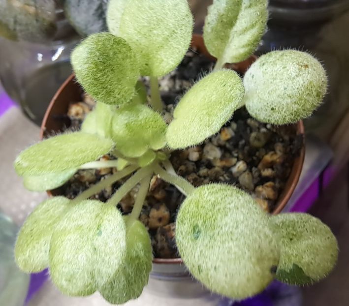  - Violeta Balchug Excelsior chimera frunze