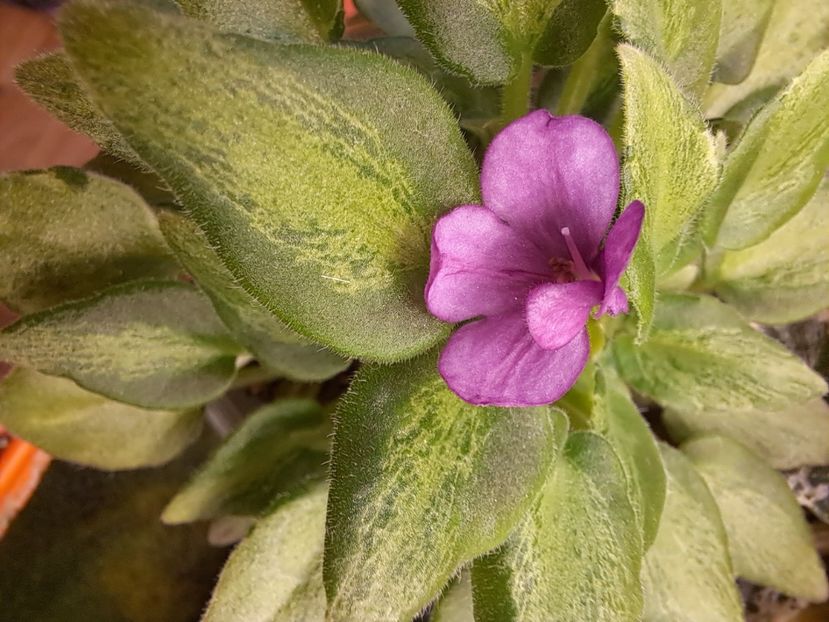  - Violeta LeV-Zimova Kazka chimera frunze