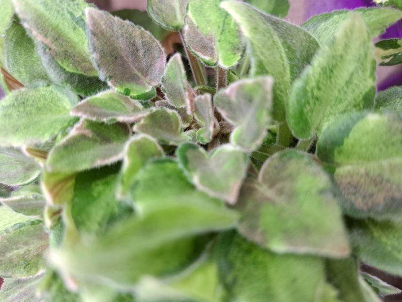  - Violeta LeV-Zimova Kazka chimera frunze