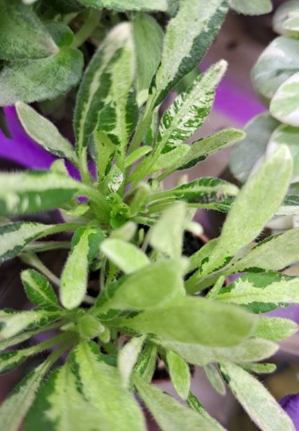  - Violeta LE-Shotlandskiy Veresk sport chimera frunze