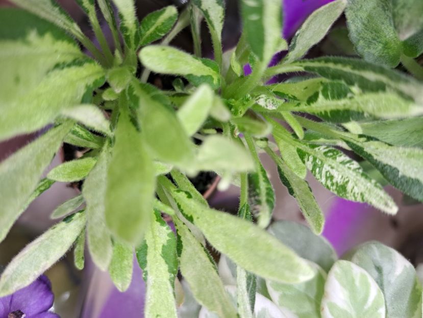  - Violeta LE-Shotlandskiy Veresk sport chimera frunze