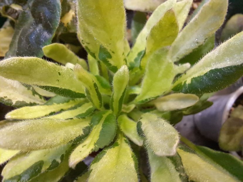  - Violeta LE-Shotlandskiy Veresk sport chimera frunze