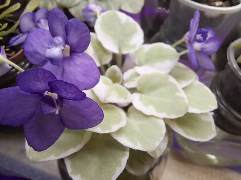  - Violeta Milk s Ten Cats chimera frunze