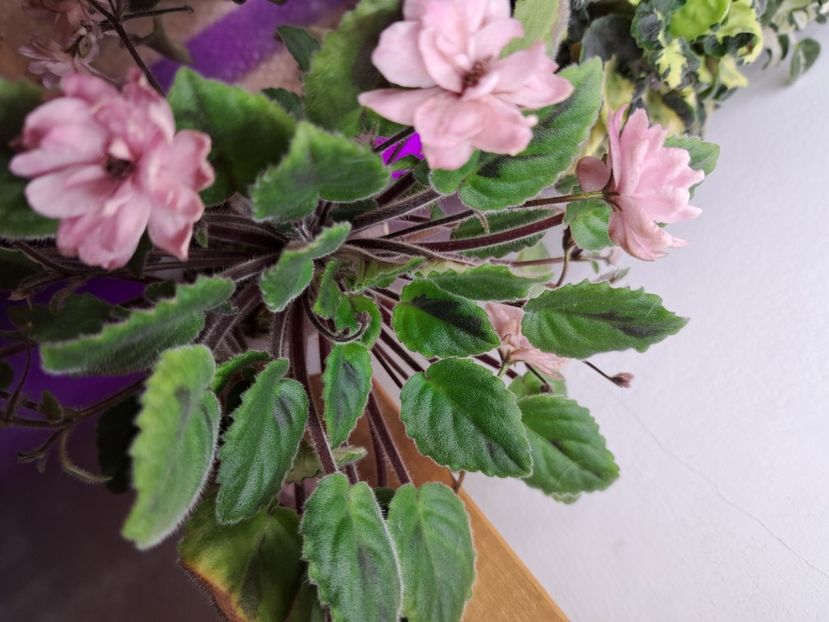  - Violeta Ogo-Lituanika black chimera frunze