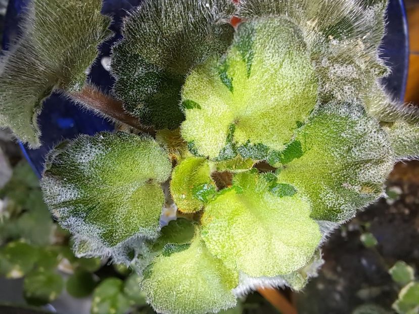  - Violeta Tser Attraction