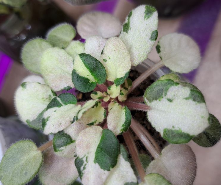  - Violeta Vi-Everest chimera frunze