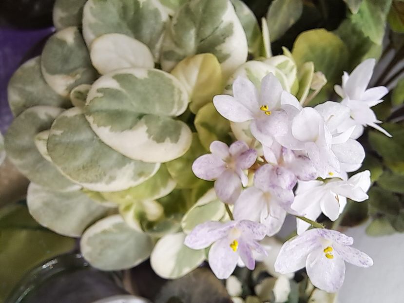  - Violeta Va-Bank chimera frunze