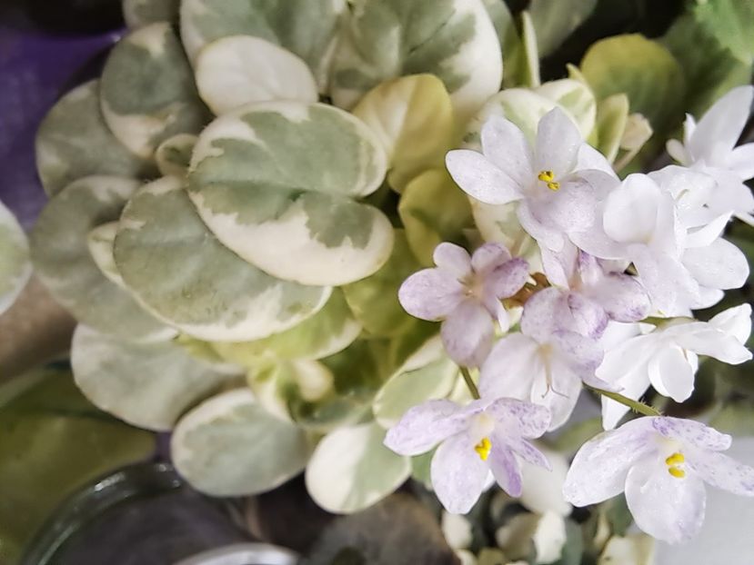  - Violeta Va-Bank chimera frunze