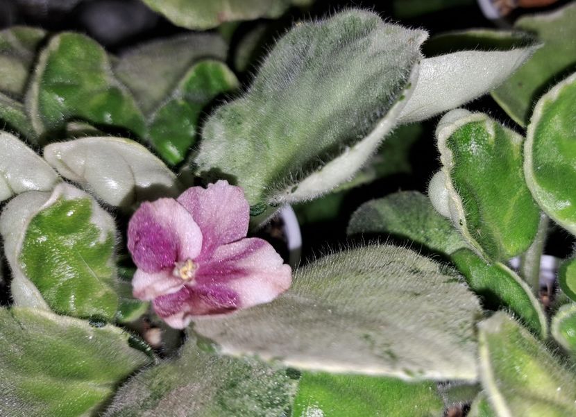  - Violeta TaK-Arbuzyk chimera frunze