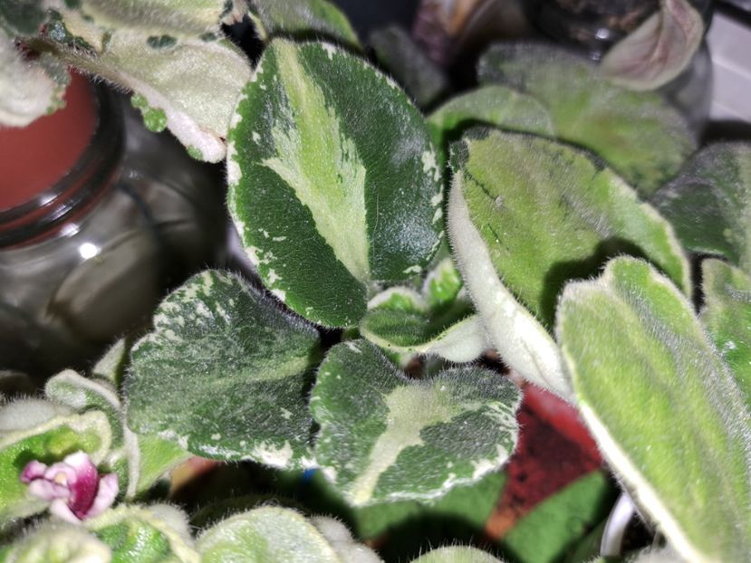  - Violeta TaK-Arbuzyk chimera frunze